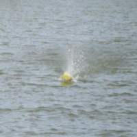 Barracuda - FSR 3.5 Racer