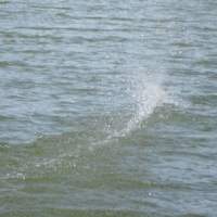 Barracuda - FSR 3.5 Racer